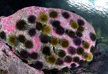Purple sea urchin (Sphaerechinus granularis) on rock  Lanzarote  Canary Islands.