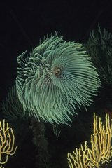 Spirographiewurm blau am Boden der Bucht Atibes Frankreich