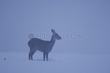Roe eating in snow Vosges France