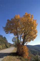 Route de campagne en automne Provence