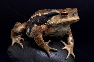 Miyako toad (Bufo gargarizans) on black background