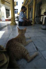 MÃ¤nner sitzen kreuzbeinig und Katze LÃ¼ge Dow auf dem Boden Burma