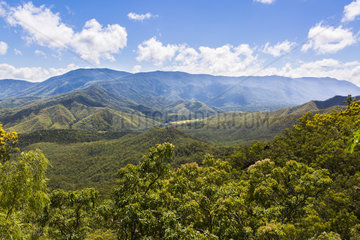 Tropical Rainforest North Queensland  Cairns  UNESCO World Heritage Site  Australia