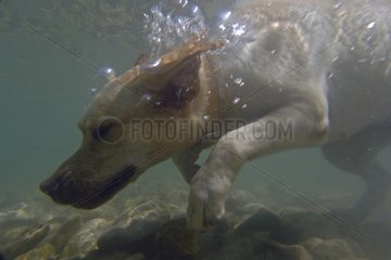 Labrador Retriever swimming under water in the Verdon France