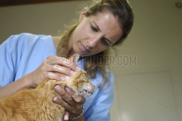 Untersuchung der Haut einer alten Katze durch einen Tierarzt Frankreich