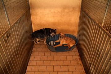Labrador sands and German Shepherd partagant the same cage [AT]