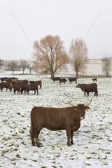 Herd of cows salers under snow France [AT]