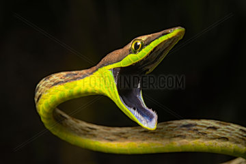 Portrait of Brown vine snake (Oxybelis aeneus) on black background  Costa Rica