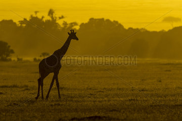 Masai Giraffe (Giraffa camelopardalis tippelskirchi)  moving at sunset  Masai-Mara National Reserve  Kenya