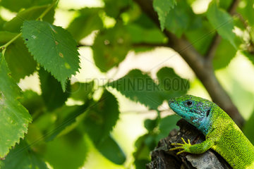 Balkan Green Lizard (Lacerta trilineata)  Macin  Romania