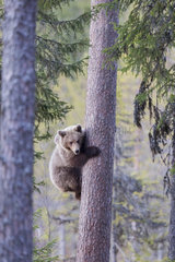 Brown bear (Ursus arctos) cub climbing on tree  Finland