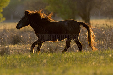 Horse in a meadow at dusk  Danube Delta  Romania