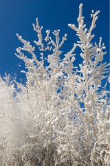 Hedge under hoarfrost at the country in winter France
