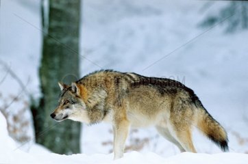 Wolf in observation National park of Bayerischerwald