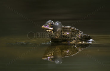 Common Frog (Pelophylax perezi) blowing air sacs  Huesca  Spain