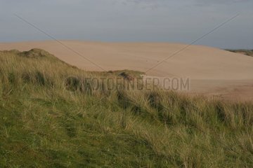 Dunes at Forvie Sands Natural Reserve Scotland