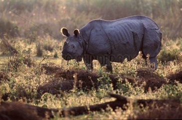 Rhinocéros unicorne PN de Kaziranga Inde