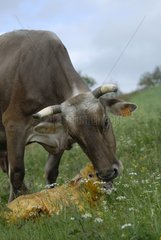 Brown Cow leckt sein neugeborenes Kalb