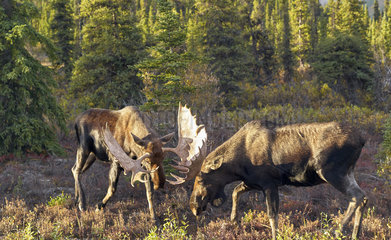 Alaskan Moose (Alces alces gigas) males fighting  Denali National Park  Alaska  USA