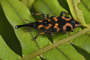 Coleoptera  Andasibe  Perinet  Alaotra-Mangoro Region  Madagascar