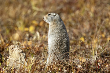 Arctic ground squirrel (Spermophilus parryii) in tundra  Denali National Park  Alaska  USA