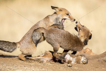 Red fox (Vulpes vulpes) fighting for a prey  Ciudad real  Spain
