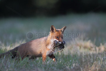 Red fox (Vulpes vulpes) with voles in the mouth  Brittany  France