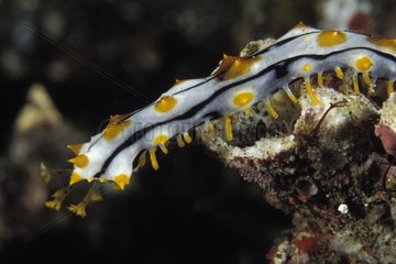 Juvenile Sea Cucumber mimicking Phyllidiidae nudibranch