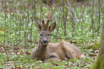 Roebuck (Capreolus capreolus)  male at rest in spring forest  Doubs (25)  France