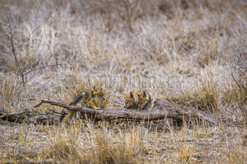 Young Black-backed jackal (Canis mesomelas) in Kruger National park  South Africa