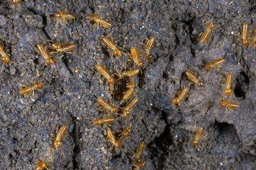 Intérieur d'un nid de termites Guyane française
