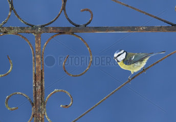 Blue tit (Cyanistes caeruleus) perched on an old iron gate  England