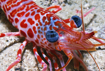 Portrait of Atlantic dancing shrimp (Cinetorhynchus rigens) on the bottom  Tenerife  Canary Islands.