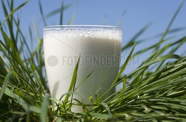 Glas funkelnder Milch im Gras Frankreich