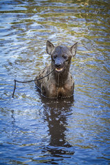 Spotted hyaena (Crocuta crocuta) playing with a branch in water in Kruger National park  South Africa