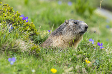 Portrait of Alpine Marmot (Marmota marmota)  Vanoise  Alps  France