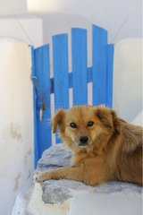 Dog on a wall Cyclades islands Greece