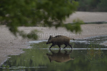 Wild boar (Sus scrofa) crossing a low arm of the Loire at dawn  Loire Valley  Burgundy  France