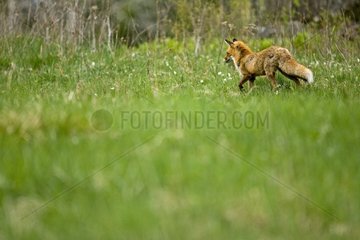 Red fox hunting field mouses in a meadow Sweden