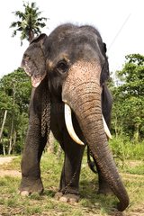 Inländischer asiatischer Elefant Sri Lanka