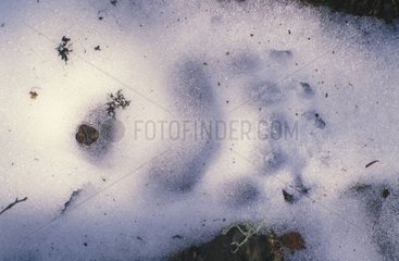 Pyrenäen 'Braunbärenpfote im Schnee