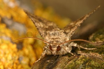 Noctuid Moth resting on a rock Sieuras Ariège