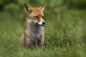 Red fox sitting in a meadow Calvados France