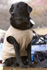 Guide dog Labrador dressed and keeping belonging Tokyo