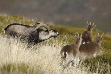 Male and female Spanish ibex Sierra de Gredos Spain