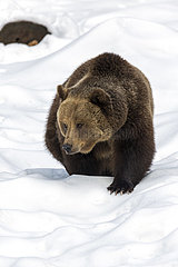 Brown Bear (Ursus arctos) walking in the snow  Sneznik Reserve  Slovenia