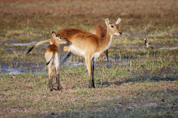 Lechwe (Kobus leche) female and young  Botswana