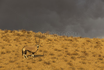 Gemsbok (Oryx gazella). Male in the light of the early morning with an approaching thunderstorm behind. Kalahari Desert  Kgalagadi Transfrontier Park  South Africa.