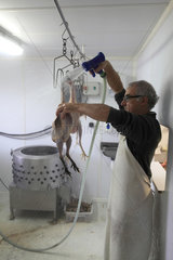 Man cleaning organic poultry after slaughter  Provence  France