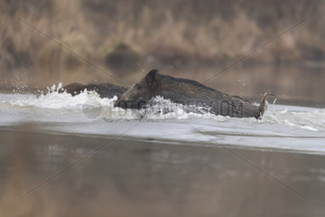 Wild Boar (Sus scrofa)  swim across an arm of water  Rhine forest  Alsace  France
